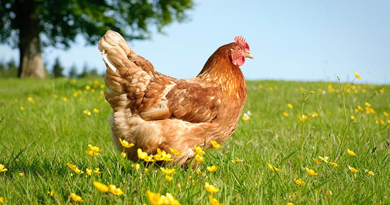 A free-range chicken stands in a field of green grass