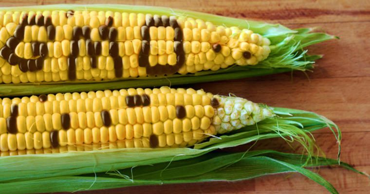 Corn labeled GMO