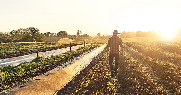 A farmer walks along furrowed crop rows in a field