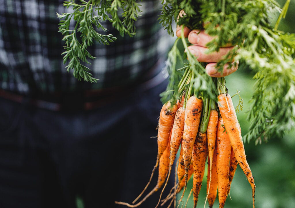 Close-up of hand of a senior man holding freshly harvested carrots. Elderly person's hands holding bunch of carrots in the farm.
